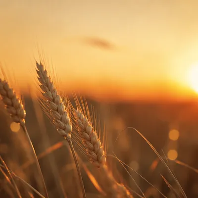 Golden Wheat Field at Sunset Closeup