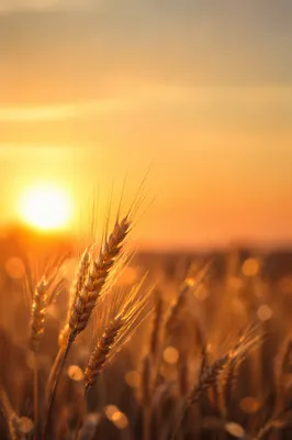 Golden Wheat Field at Sunset Closeup