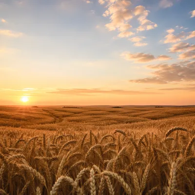Golden Wheat Field at Late Sunset