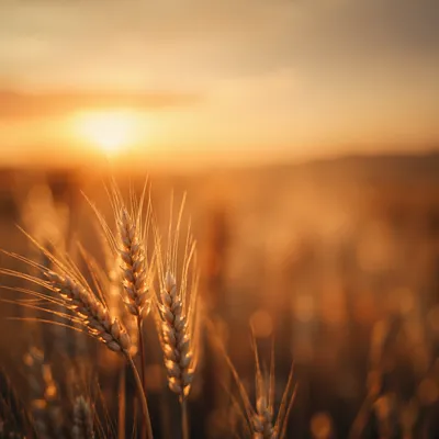 Golden Wheat Field at Sunset Closeup