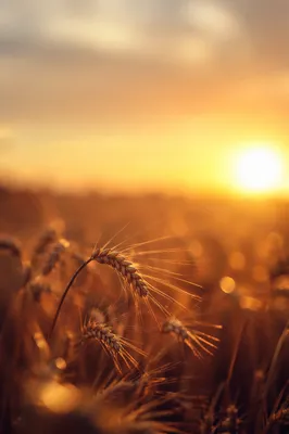 Golden Wheat Field at Sunset