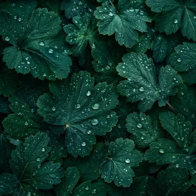 Fresh Emerald Leaves Seamless Nature Background