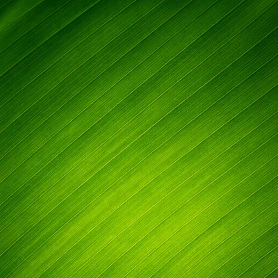 Fresh Green Tropical Leaf Background