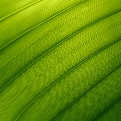 Fresh Green Leaf Macro Background