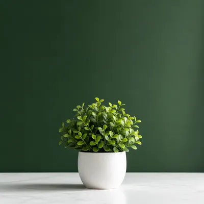 Fresh Green Plant on Solid Background