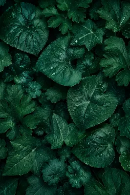 Fresh Emerald Forest Leaves Background