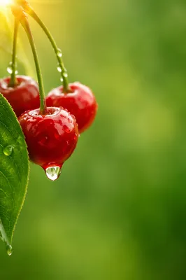 Fresh Green Background with Dewy Cherries
