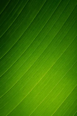 Fresh Green Tropical Leaf Background