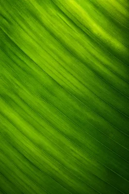 Fresh Green Leaf Texture Background
