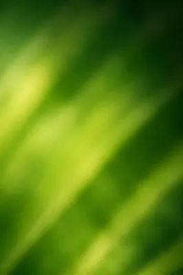 Fresh Green Foliage Abstract Background