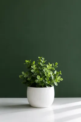 Fresh Green Potted Plant Background