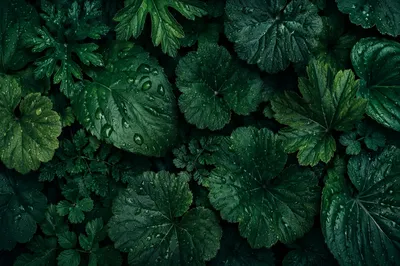Fresh Emerald Leaf Texture Background