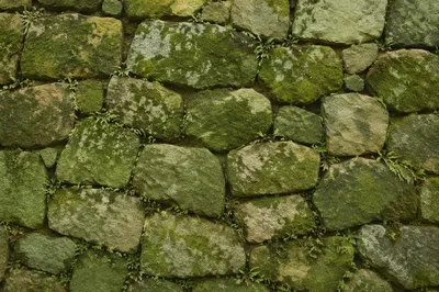 Fresh Green Moss Stone Texture Background