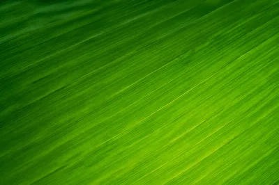 Fresh Green Tropical Leaf Background