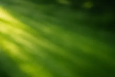 Fresh Green Nature Background Texture