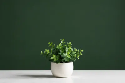 Fresh Green Plant on Solid Background