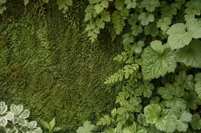 Fresh Green Leaves and Moss Background