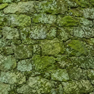 Fresh Green Moss Stone Texture Background