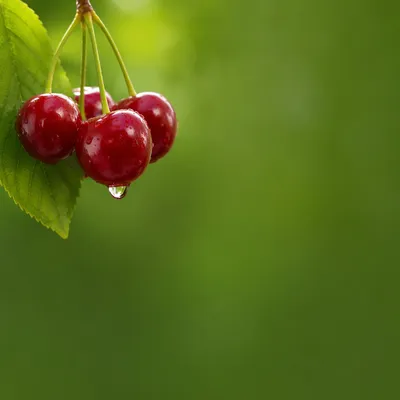 Fresh Green Cherry Macro Background