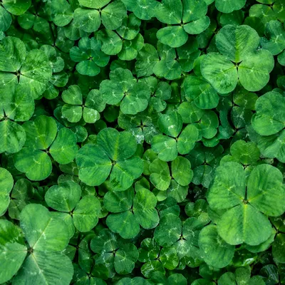 Fresh Clover Leaves Green Botanical Background