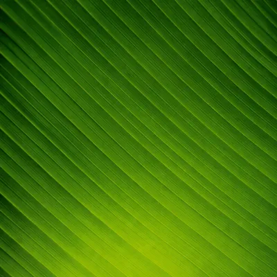Fresh Green Tropical Leaf Background