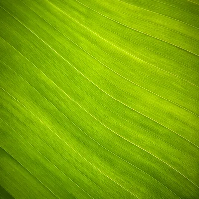 Fresh Green Leaf Macro Background
