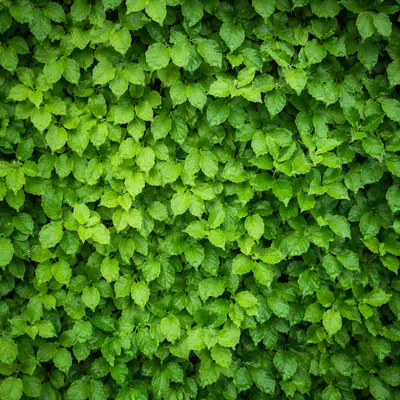 Fresh Green Leaf Wall Background