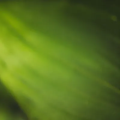 Fresh Natural Green Foliage Background