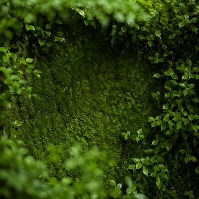 Fresh Green Leaves and Moss Background