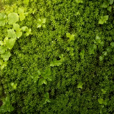 Fresh Moss Green Natural Background