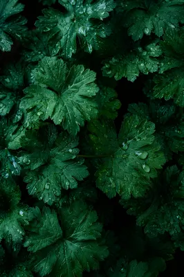 Fresh Emerald Rainy Forest Leaf Background