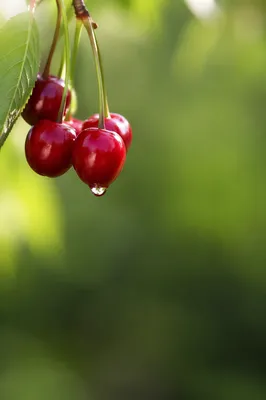 Fresh Green Background with Dewy Red Cherries