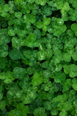 Fresh Clover Leaves Green Natural Background