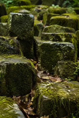Fresh Green Moss Stone Background