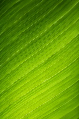 Fresh Green Tropical Leaf Background