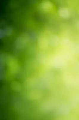 Fresh Green Sunlit Foliage Background