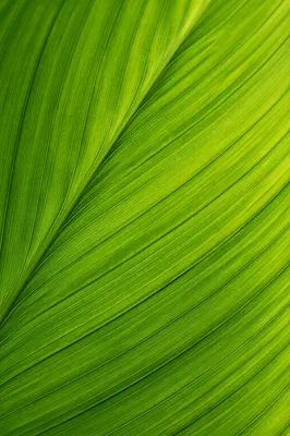 Fresh Green Leaf Macro Background