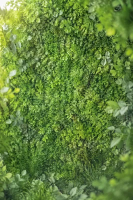 Fresh Natural Green Leaf Background