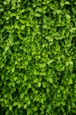 Fresh Green Leaf Wall Background