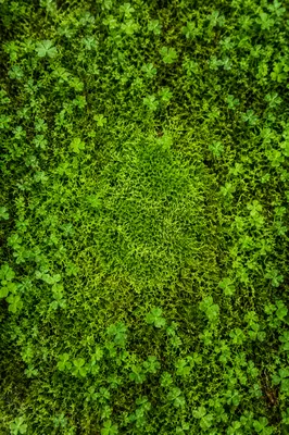 Fresh Moss and Clover Green Background
