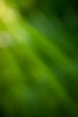 Fresh Natural Green Foliage Background