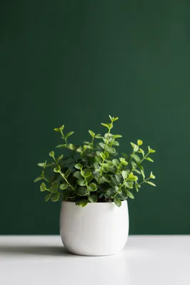 Fresh Green Plant on Solid Background