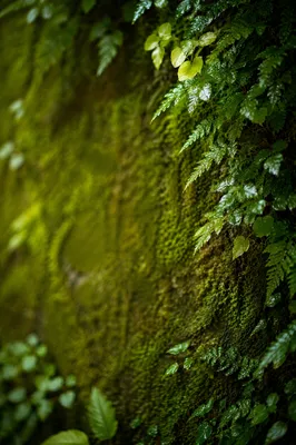 Fresh Green Leaves and Moss Background