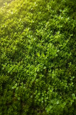 Fresh Green Moss Background With Dew