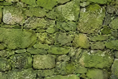 Fresh Green Moss Stone Texture Background