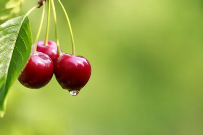 Glossy Cherries on Fresh Green Background