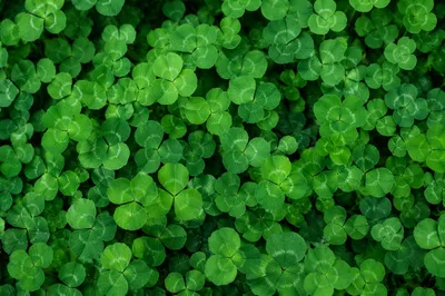 Fresh Green Clover Leaf Background