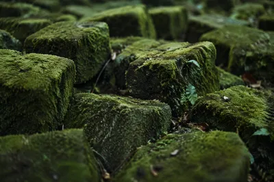 Fresh Green Moss Stone Background