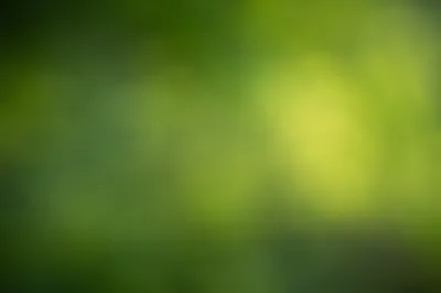 Fresh Natural Green Copy Space Background