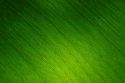 Fresh Green Tropical Leaf Background